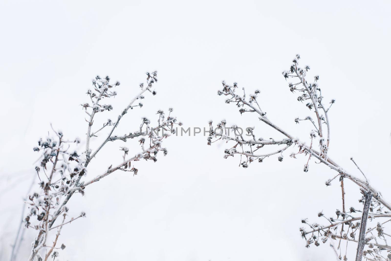 Dry floral branch on white background. Minimal, stylish, trend concept. Closeup photo.