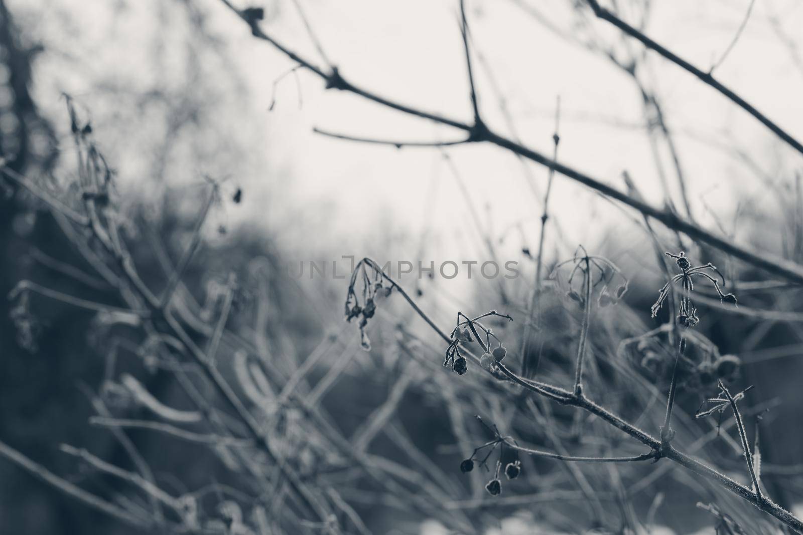 winter branches in the snow close-up.