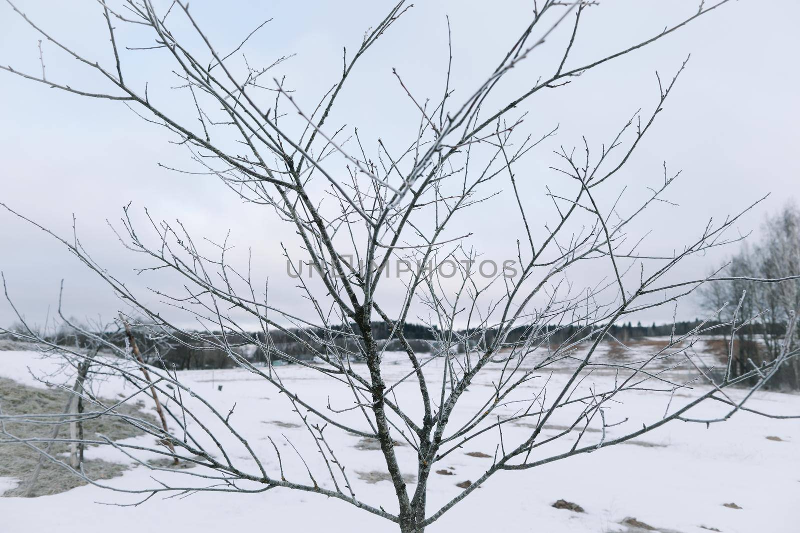 Frost on trees branches. Beautiful winter background