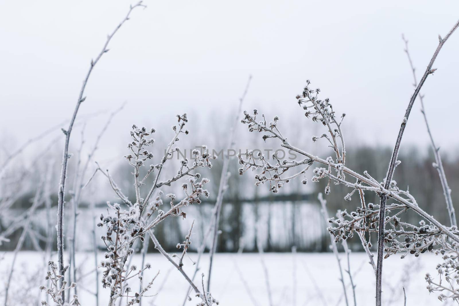 Dry branches of grass and flowers on a winter snowy field. Seasonal cold nature background. Winter landscape details. Wild plants frozen and covered with snow and ice in meadow.