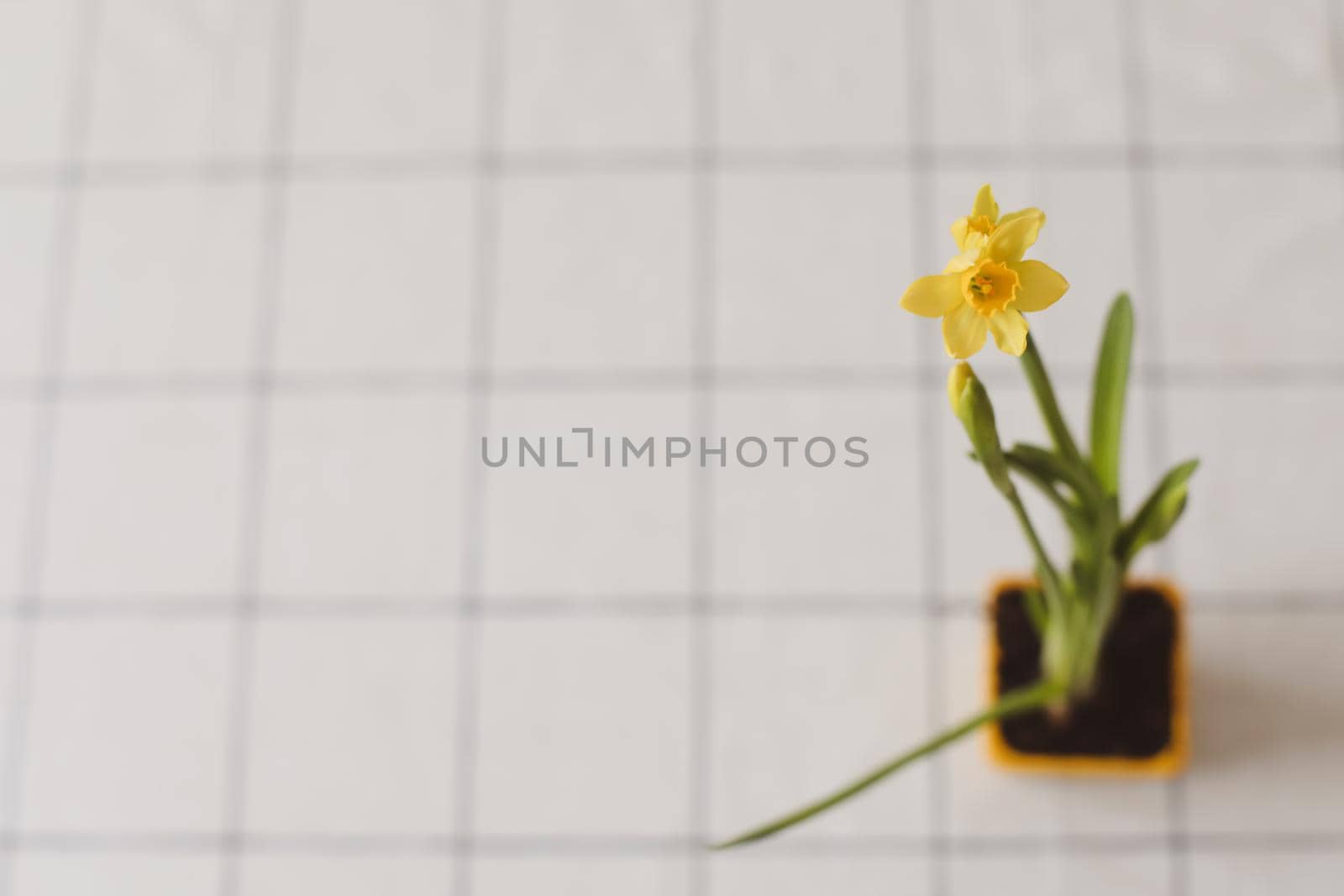 Beautiful blooming yellow daffodils on white background. Gardening, Spring and Easter concept