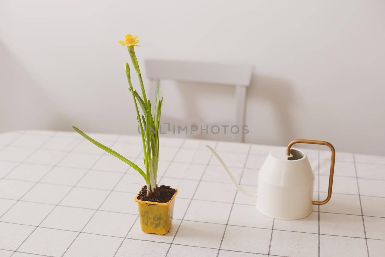 Watering can and narcissus in a pot. Rustic interior details. Gardening, Spring and Easter concept
