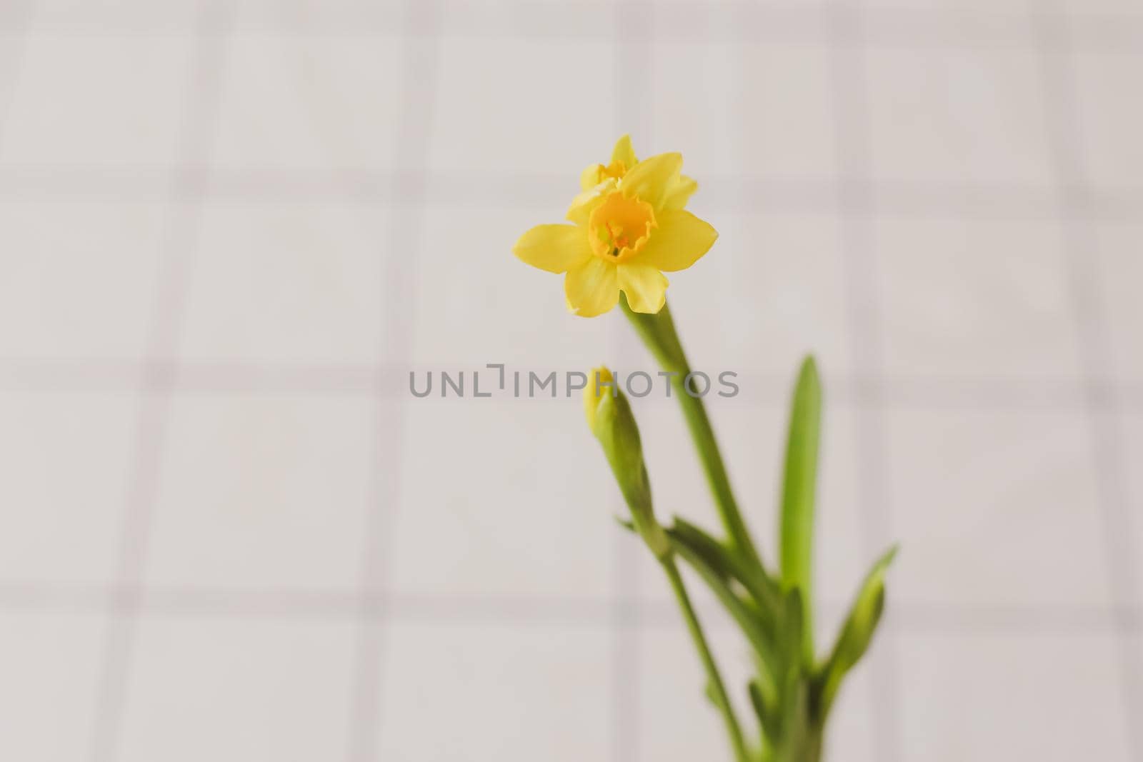 Beautiful blooming yellow daffodils on white background. Gardening, Spring and Easter concept