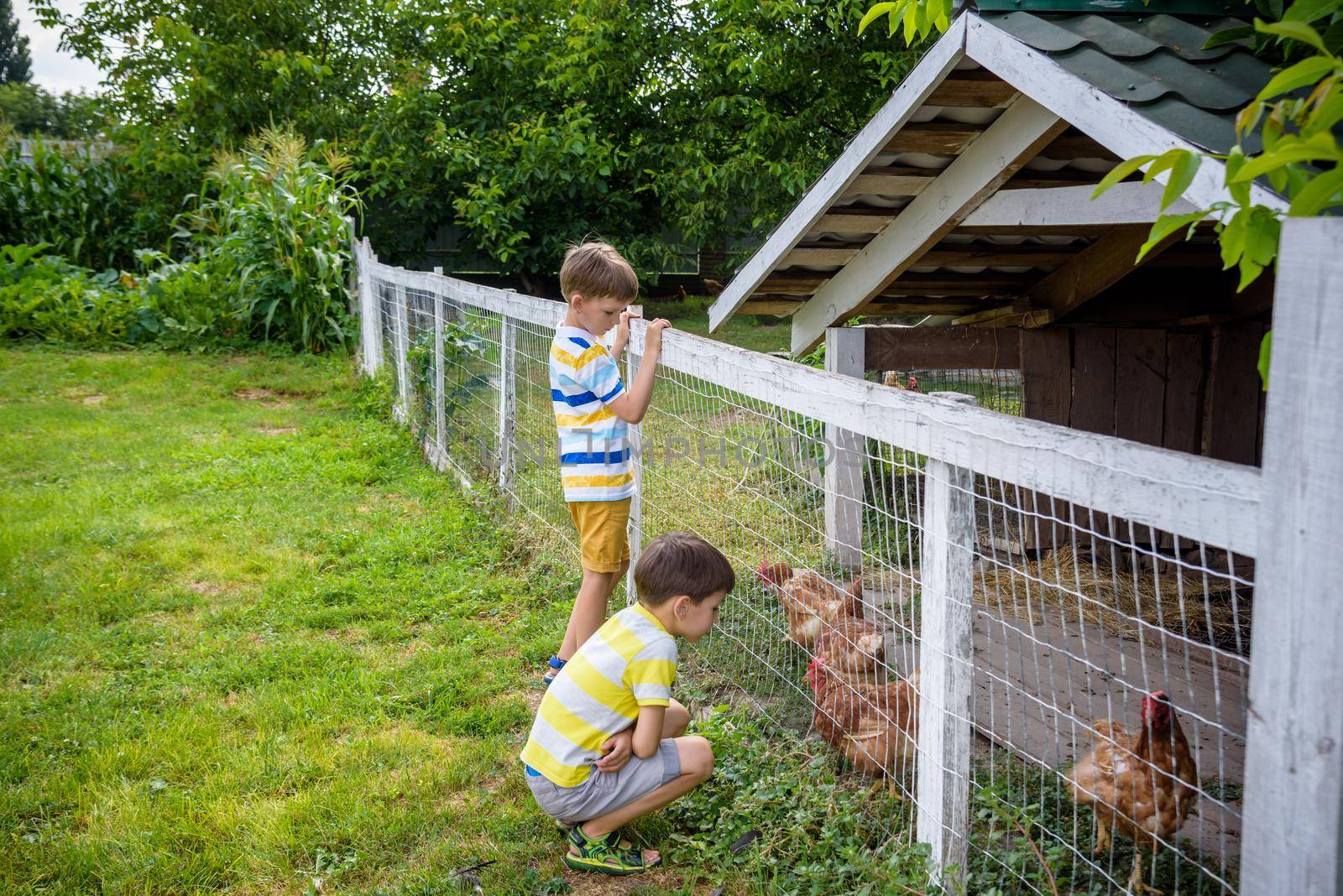 Two little boys are feeding domestic hens inside chicken coop in a sunny spring day. Concept of love for animals and nature, agriculture, leisure in countryside village concept by Kobysh
