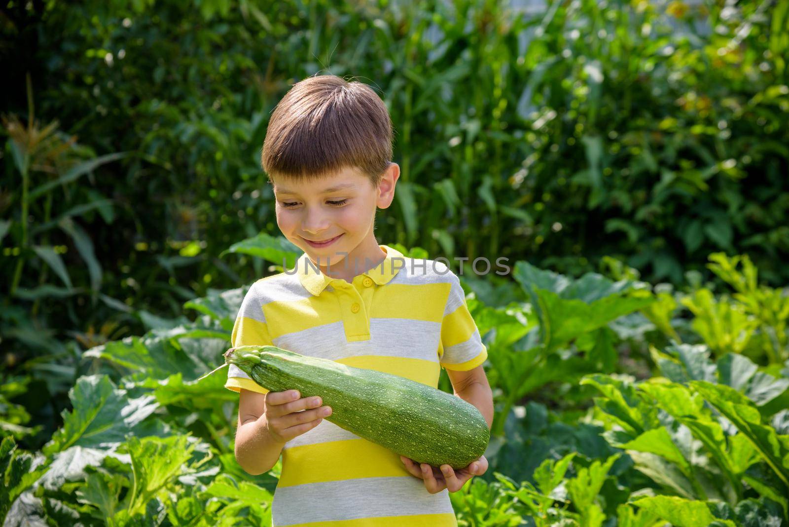 Portrait of happy young boy holding marrows in community garden. Happy kid smiling and grimacing surprised with reach harvest. Eco village farming concept by Kobysh