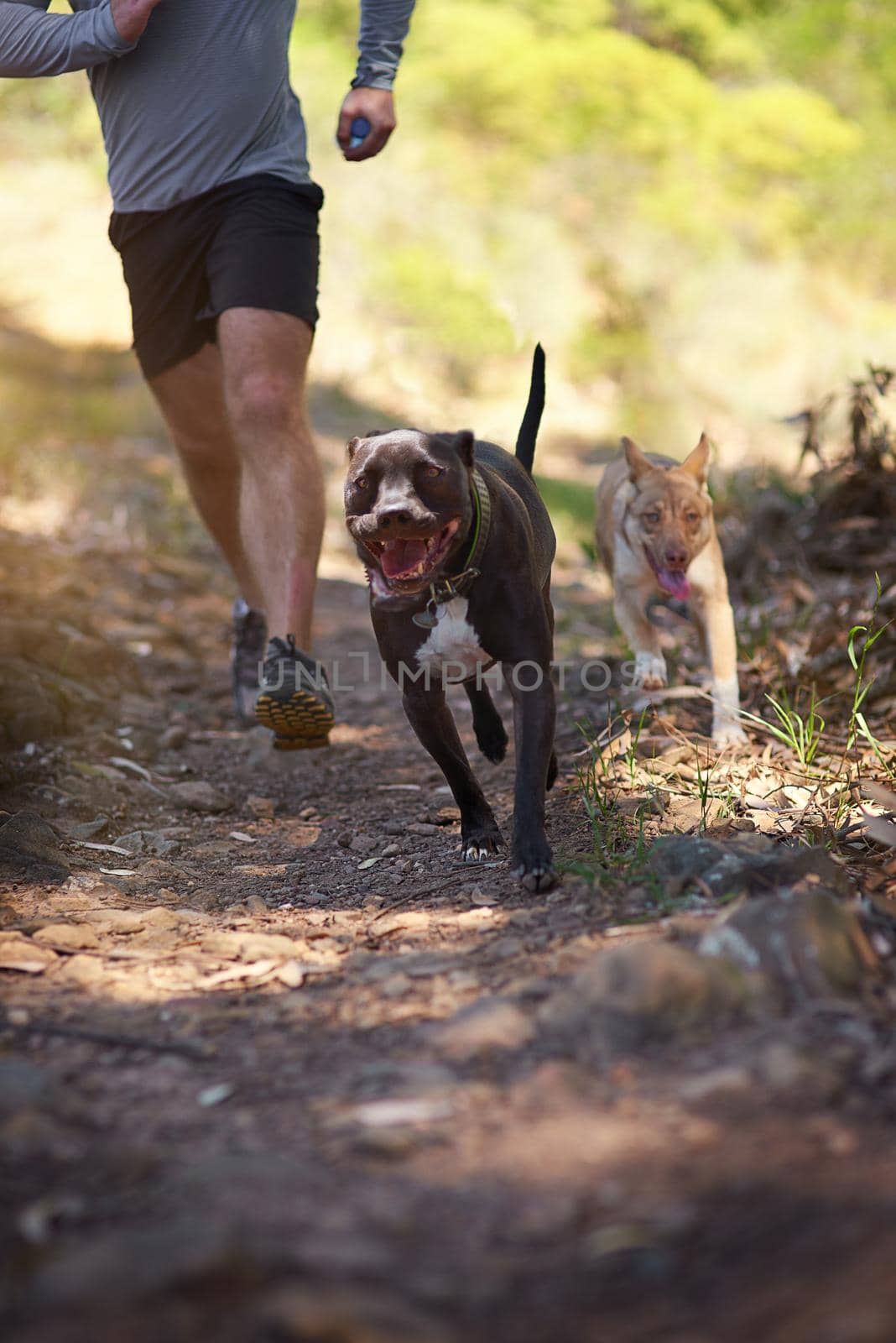 Shot of a dog running with his owner in the woods.