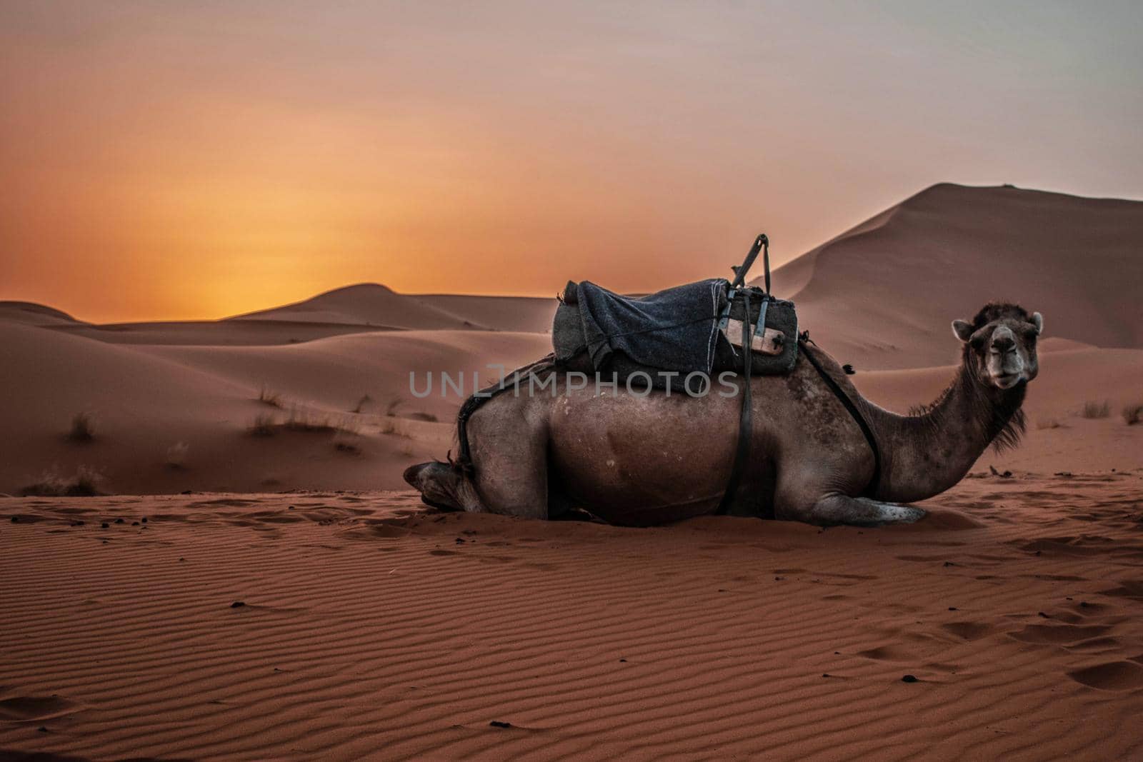 Camel Dromedary animal in Sahara Desert with sunset and sand dunes. High quality photo