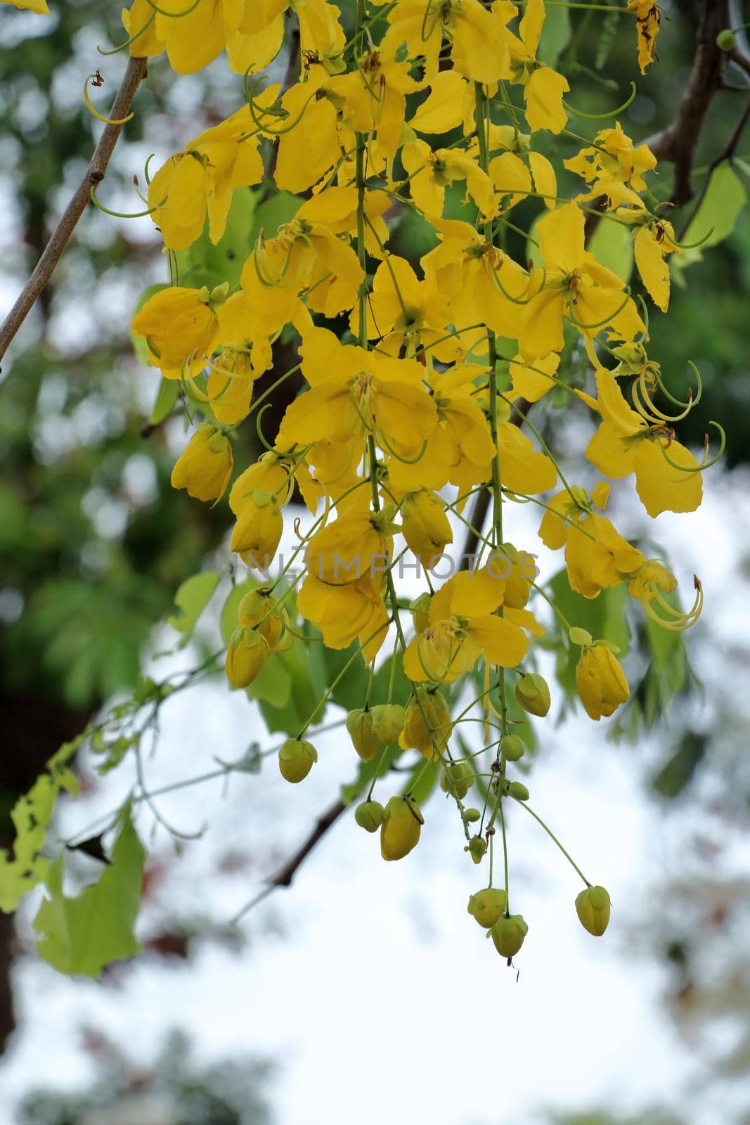 Ratchaphruek flower or Cassia fistula is a tree of Thailand because it is a tree in every region of the country.
and has many medicinal benefits