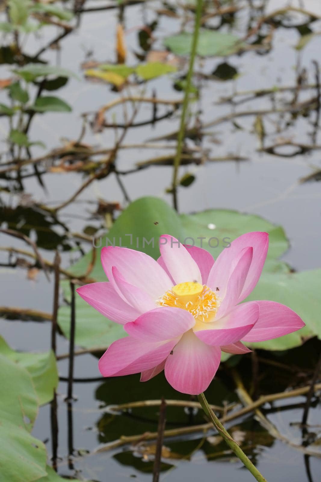 pink lotus flowers in the pond by nuisk17