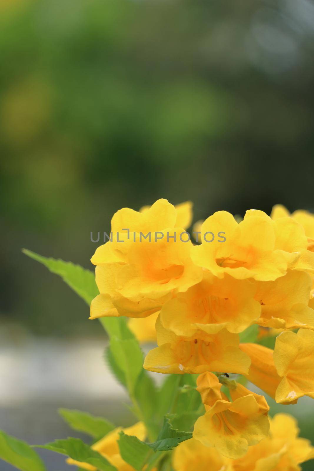Evening primrose close up photo set