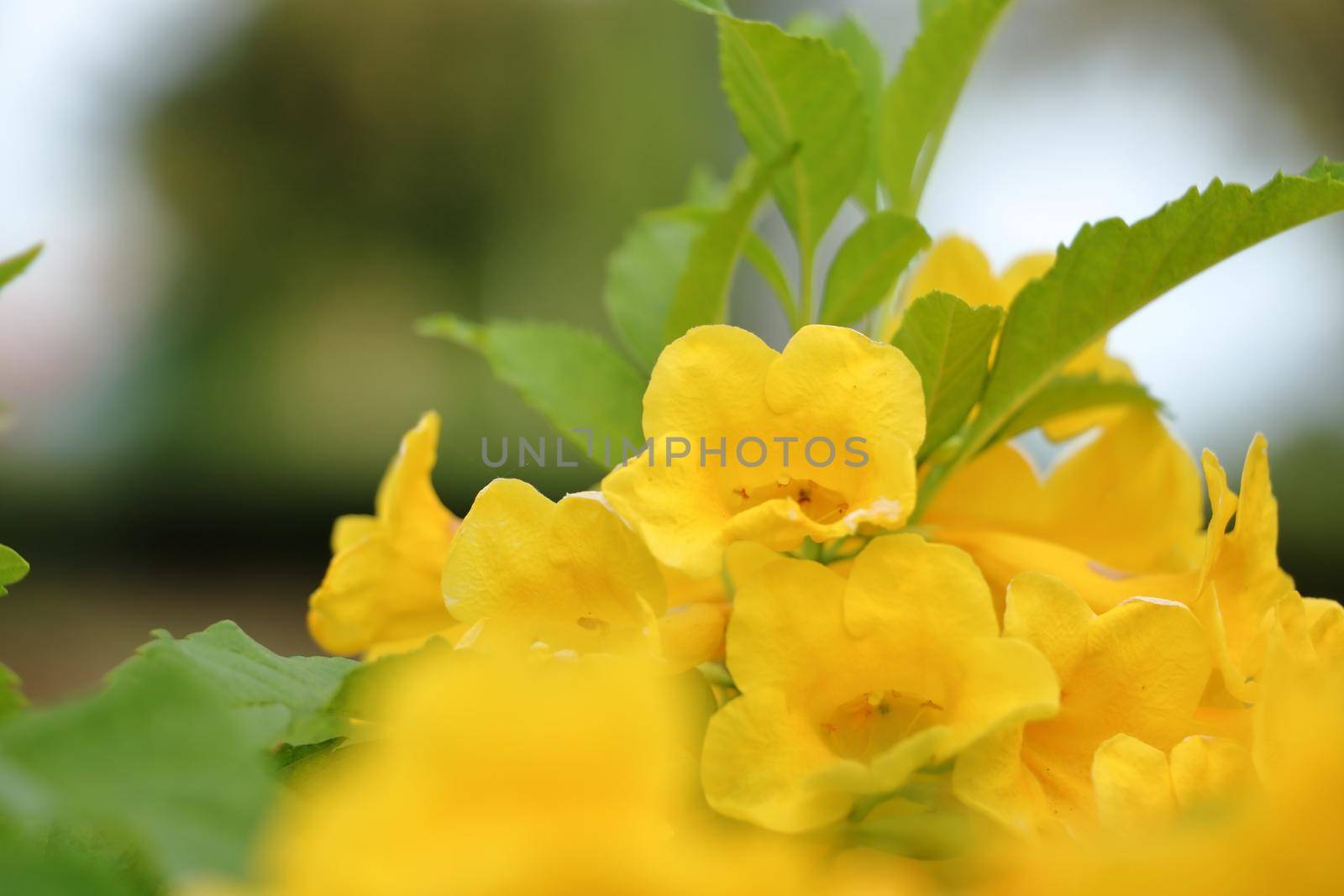 Evening primrose close up photo set