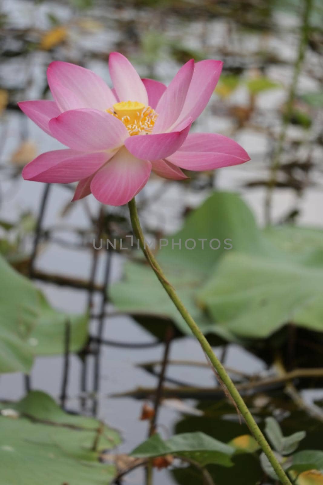pink lotus flowers in the pond by nuisk17