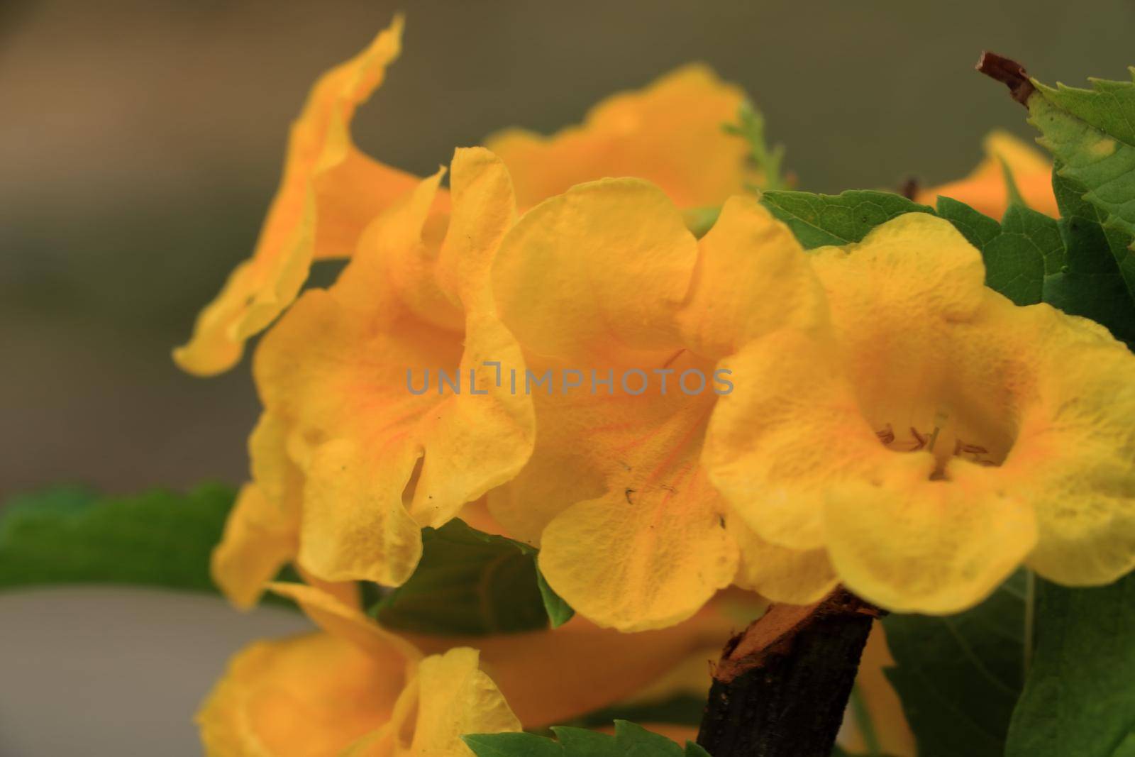 evening primrose bright yellow morning by nuisk17