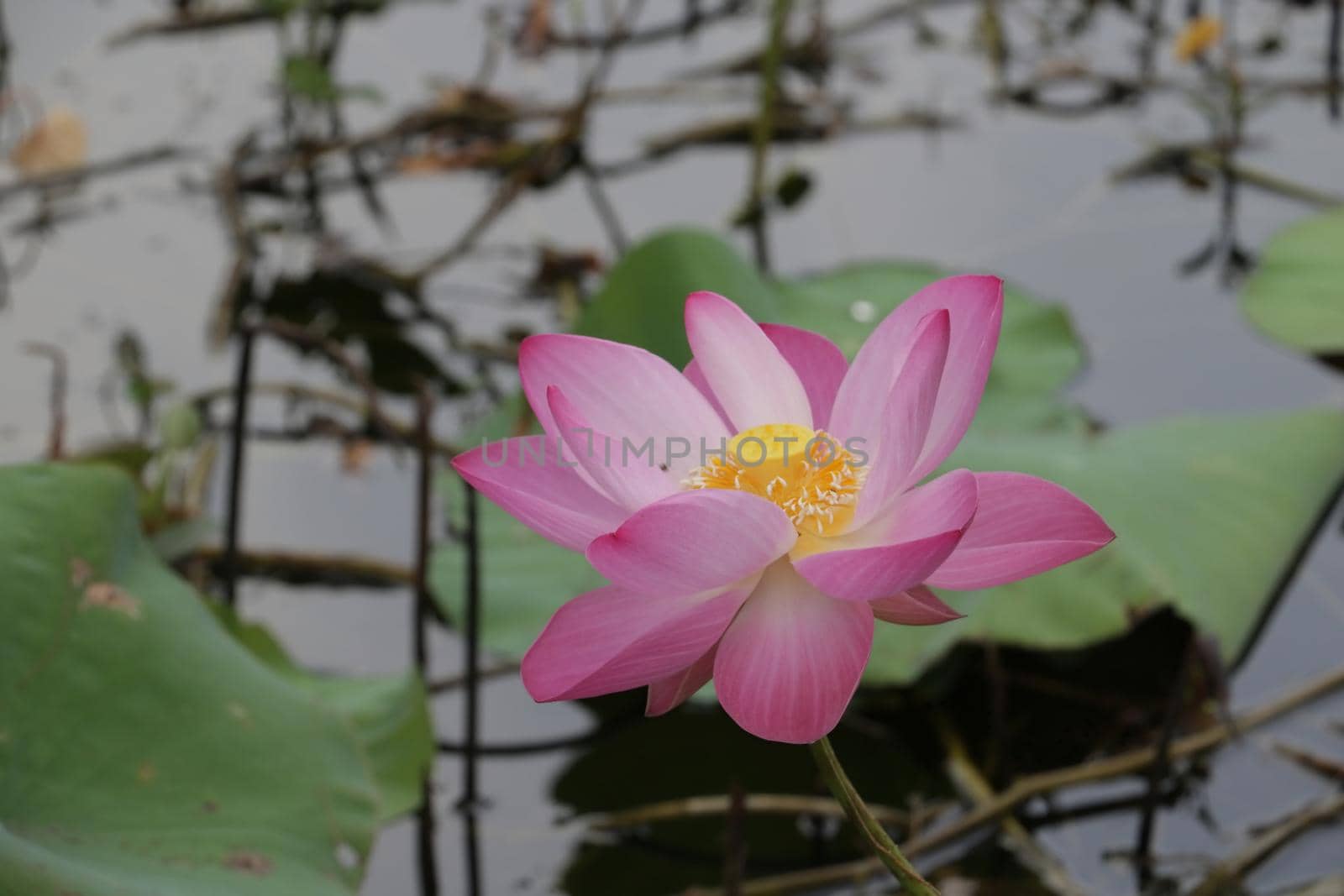 pink lotus flowers in the pond by nuisk17