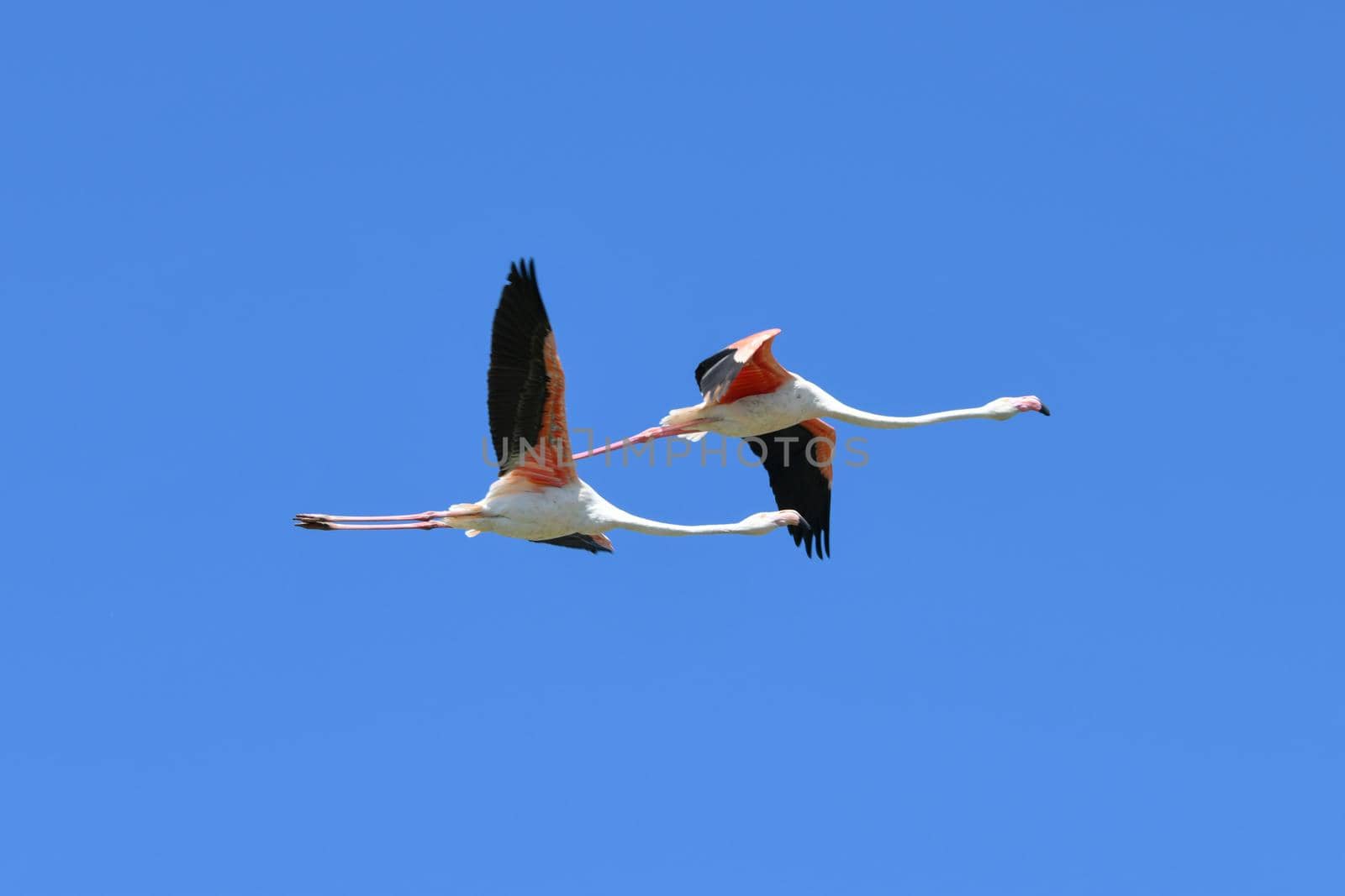 Flying flamingo Phoenicopterus roseus France