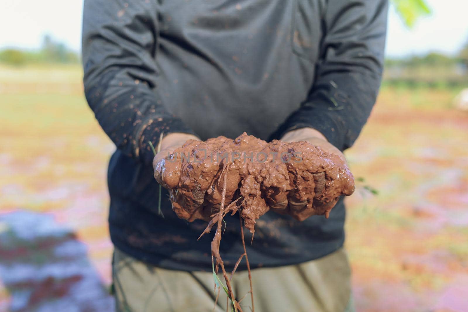 Farmers are looking at the quality of the mud used to grow the grass.
