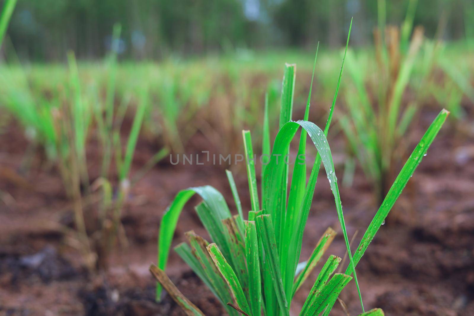 Purple guinea grass for raising cows by iPixel_Studio