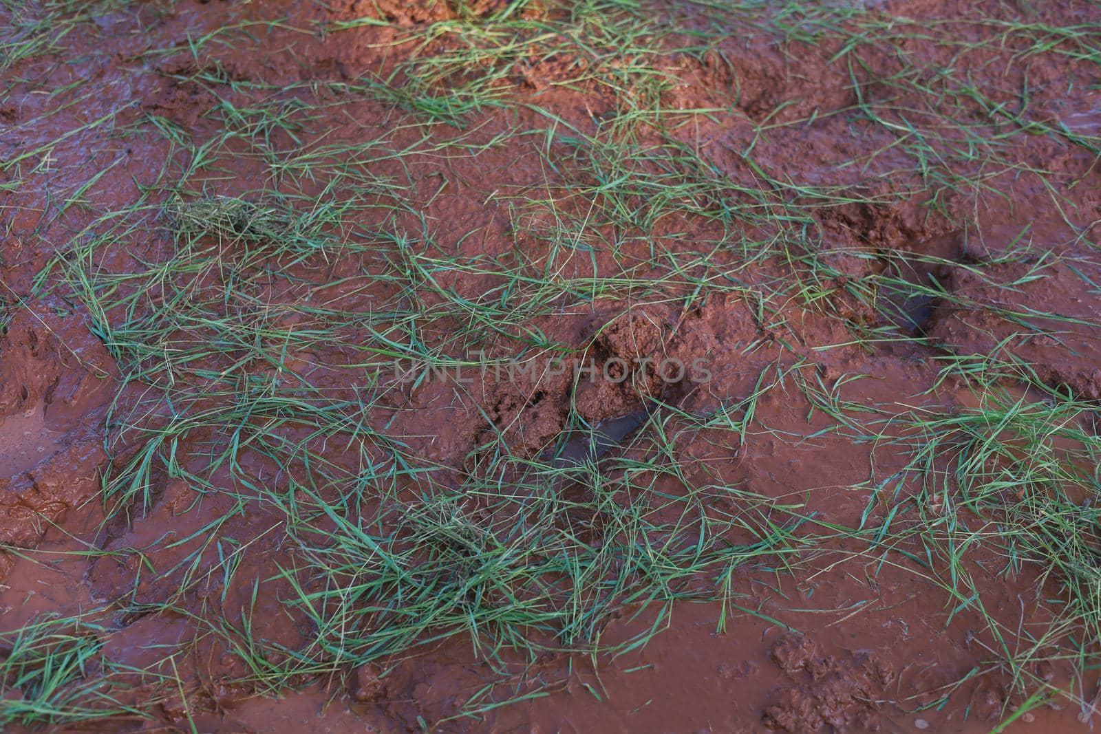 Pangular grass growing in the mud