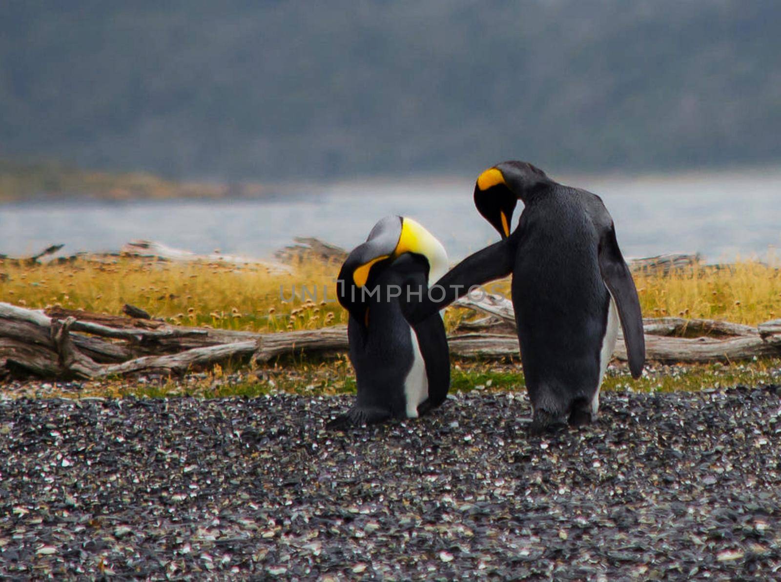 Beautiful Argentina wildlife  Pictures