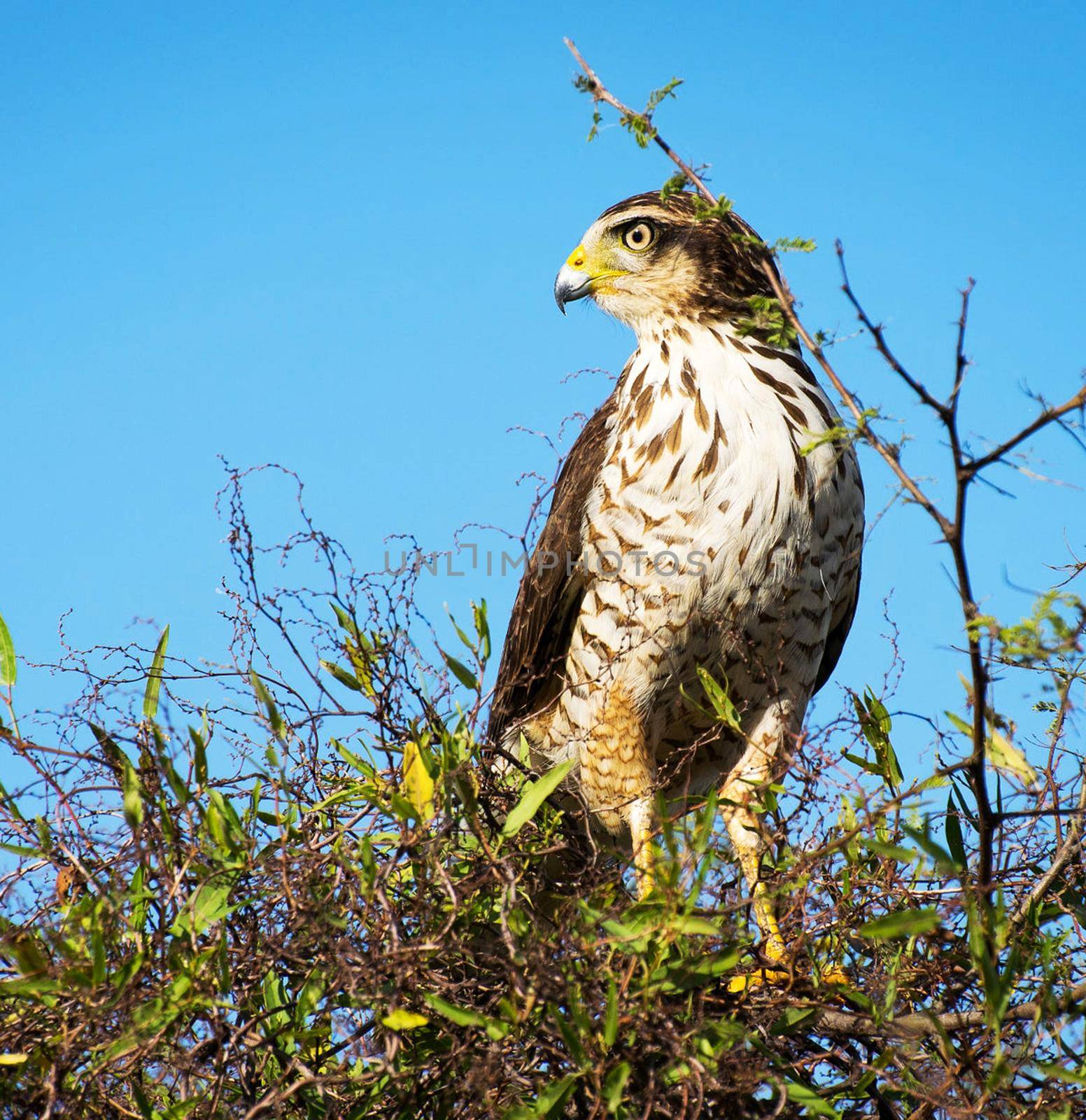 Beautiful Argentina wildlife  Pictures by TravelSync27