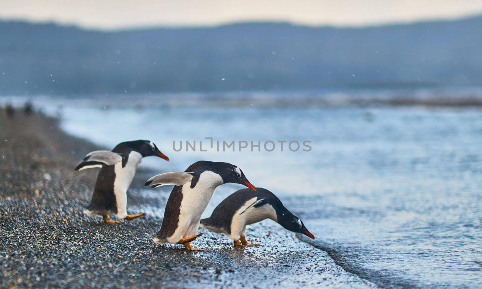 Beautiful Argentina wildlife  Pictures by TravelSync27