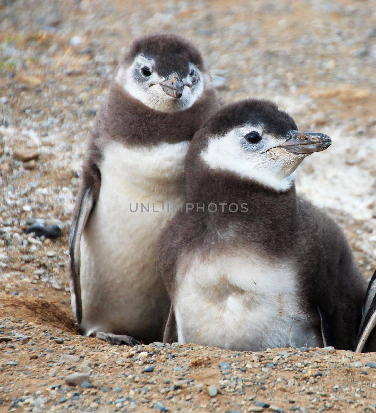 Argentina wildlife  Pictures