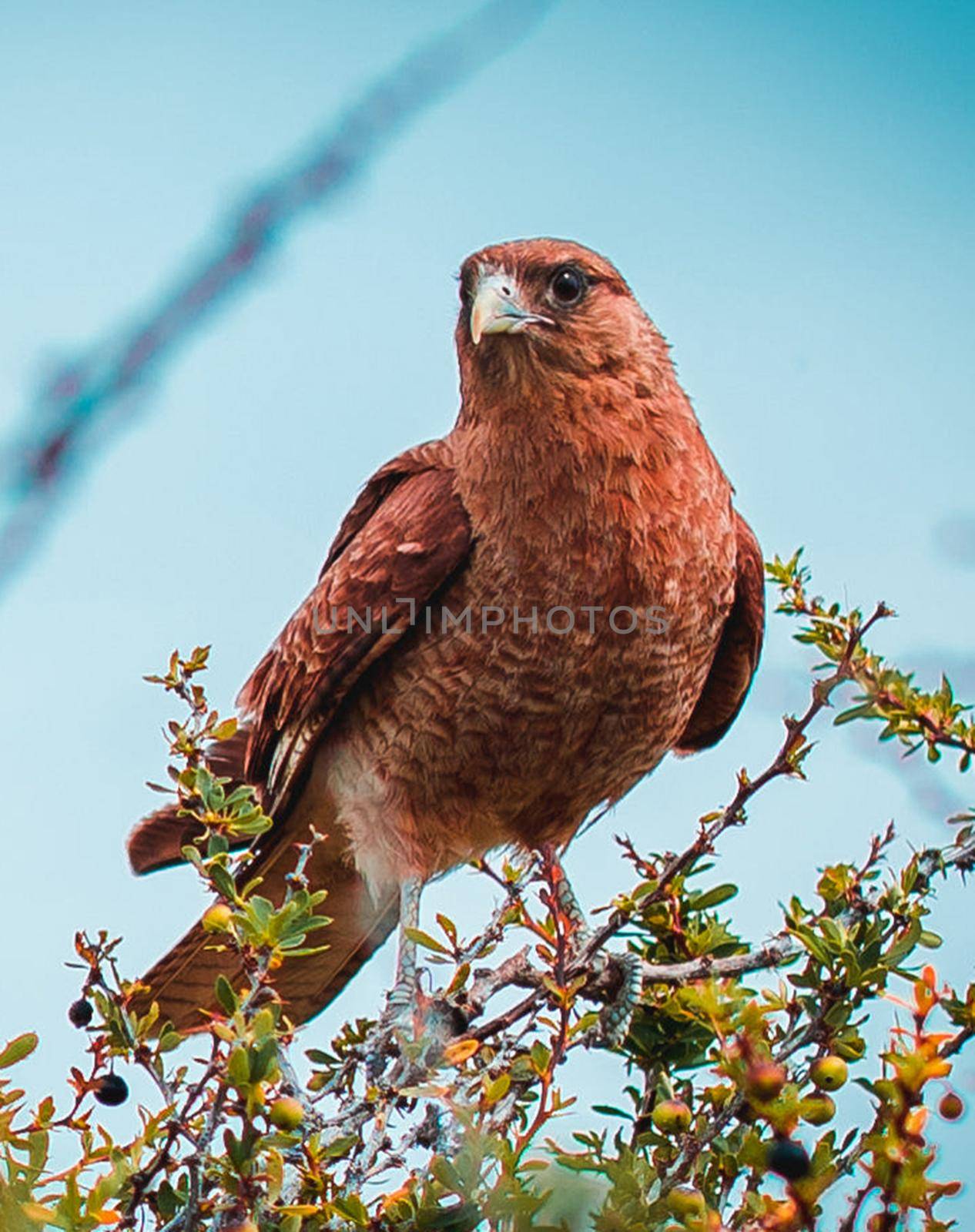 Beautiful Argentina wildlife  Pictures by TravelSync27