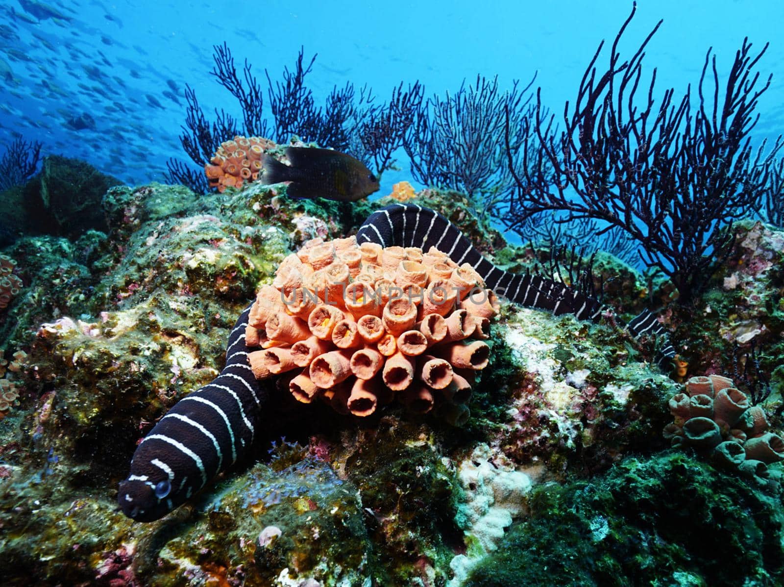 Beautiful Mexico underwater pictures