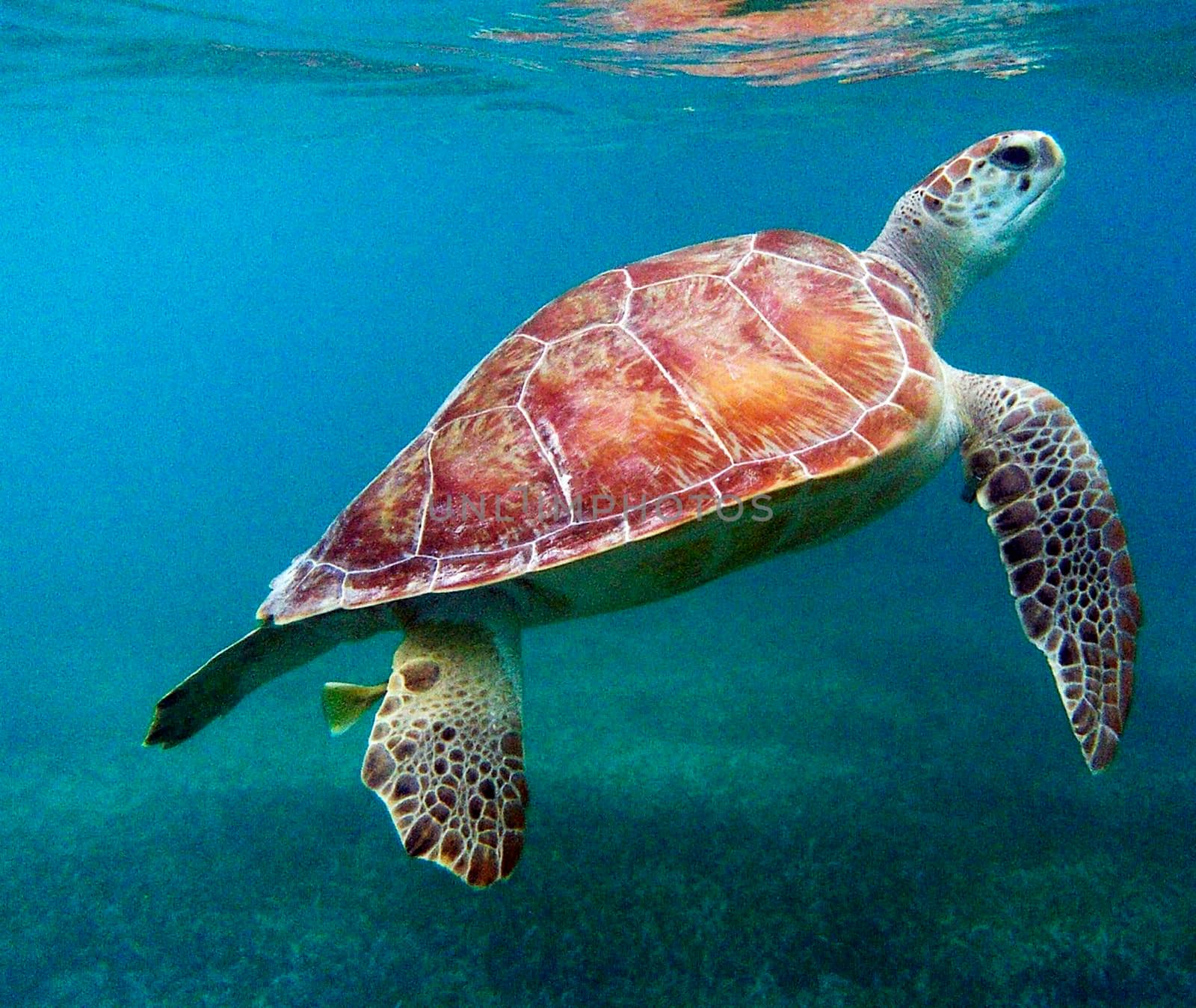 Beautiful Mexico underwater pictures