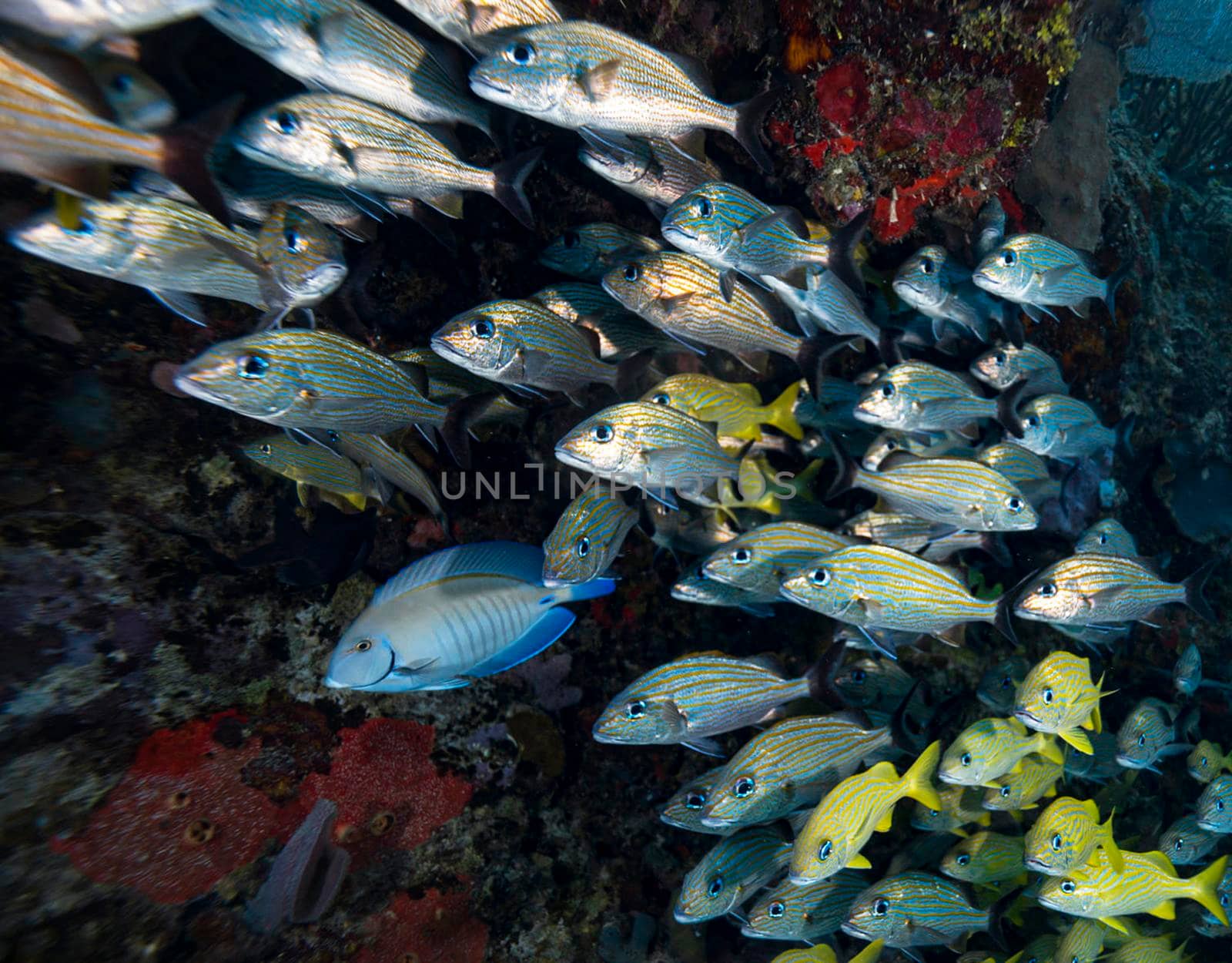 Beautiful Mexico underwater pictures