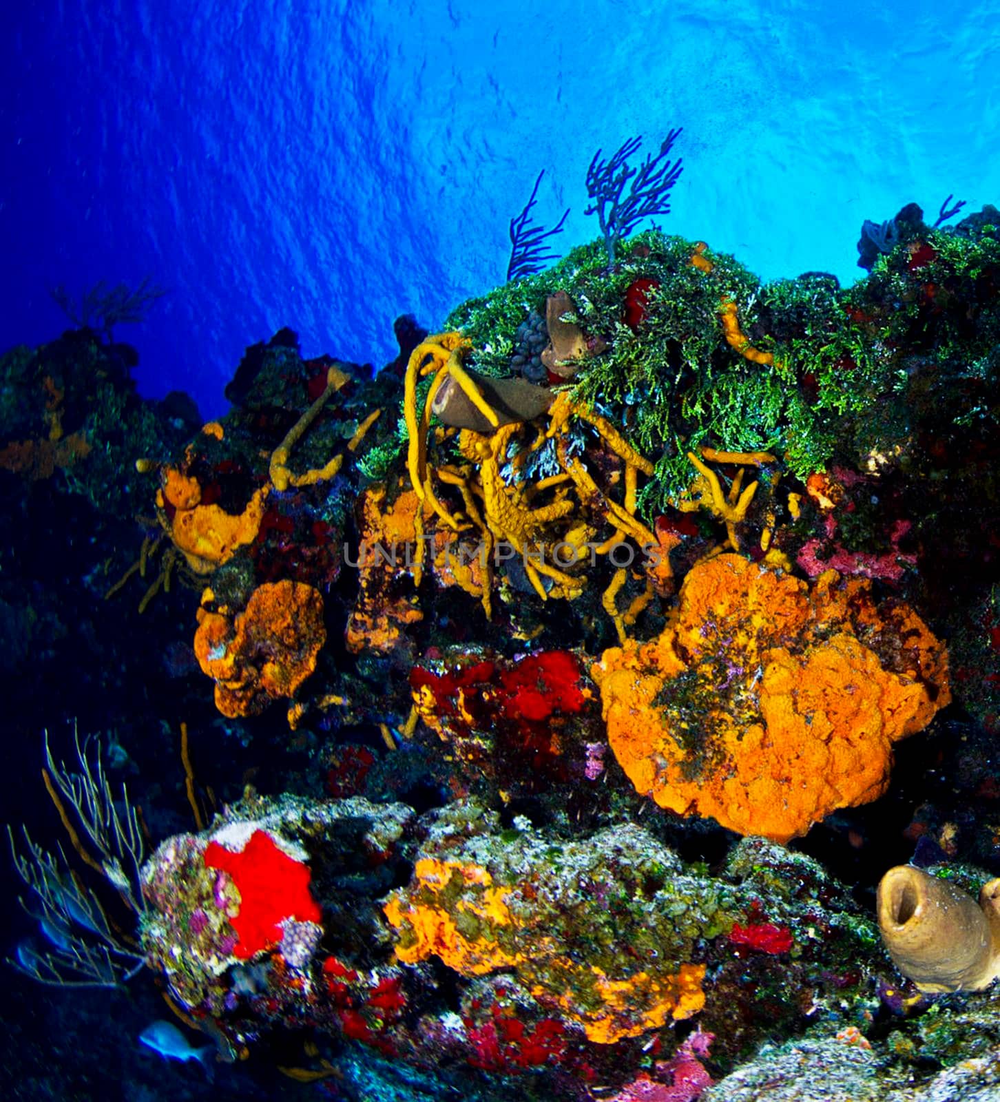 Beautiful Mexico underwater pictures