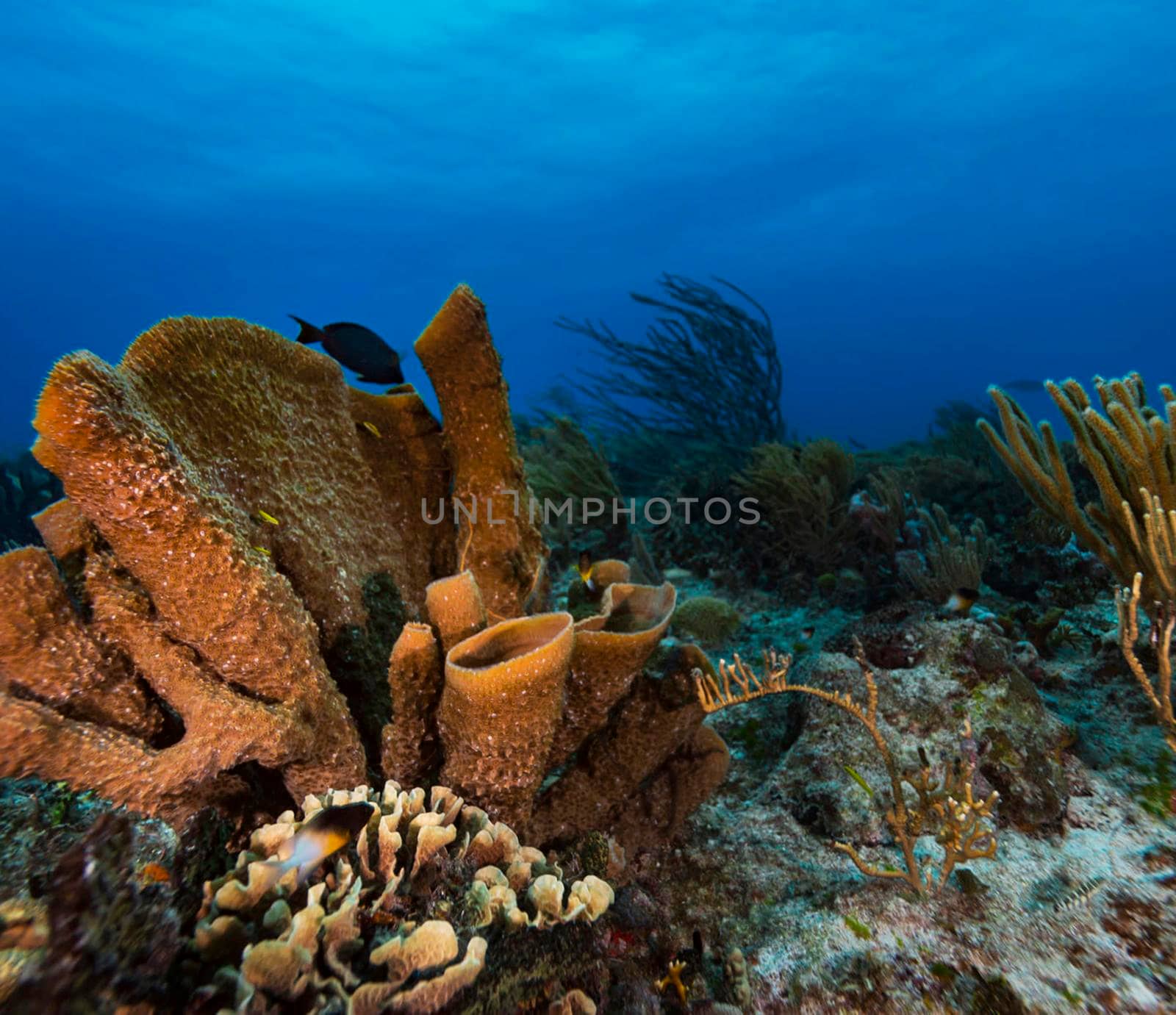 Beautiful Mexico underwater pictures