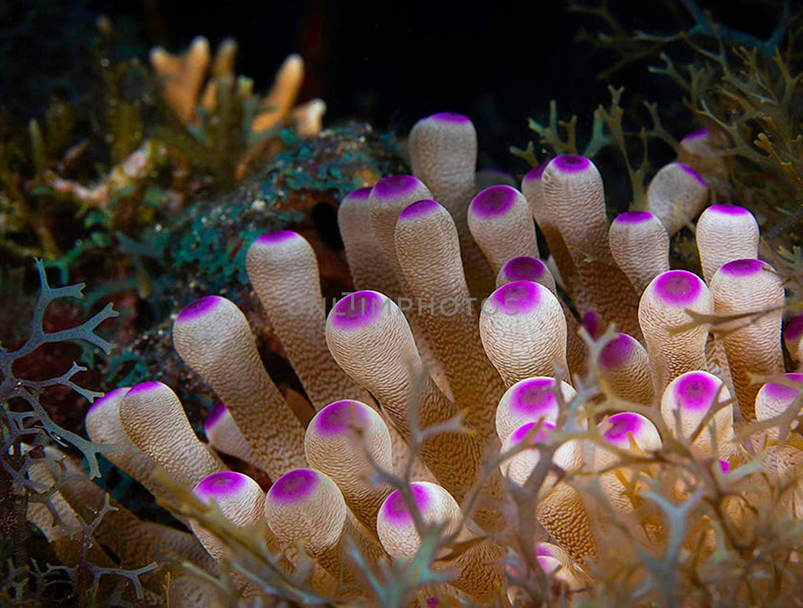 Beautiful Mexico underwater pictures