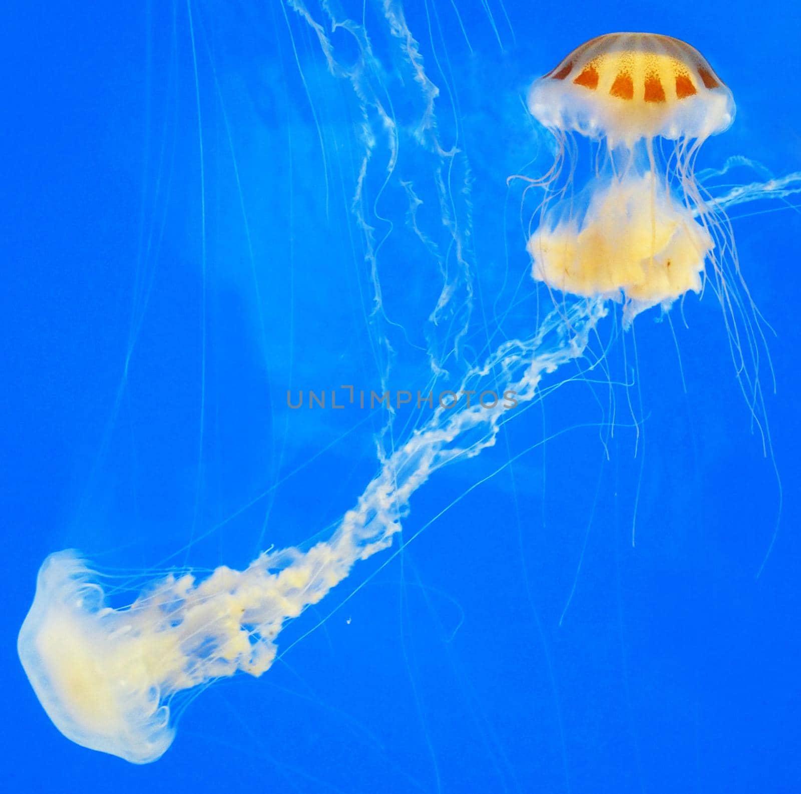 Beautiful Mexico underwater pictures