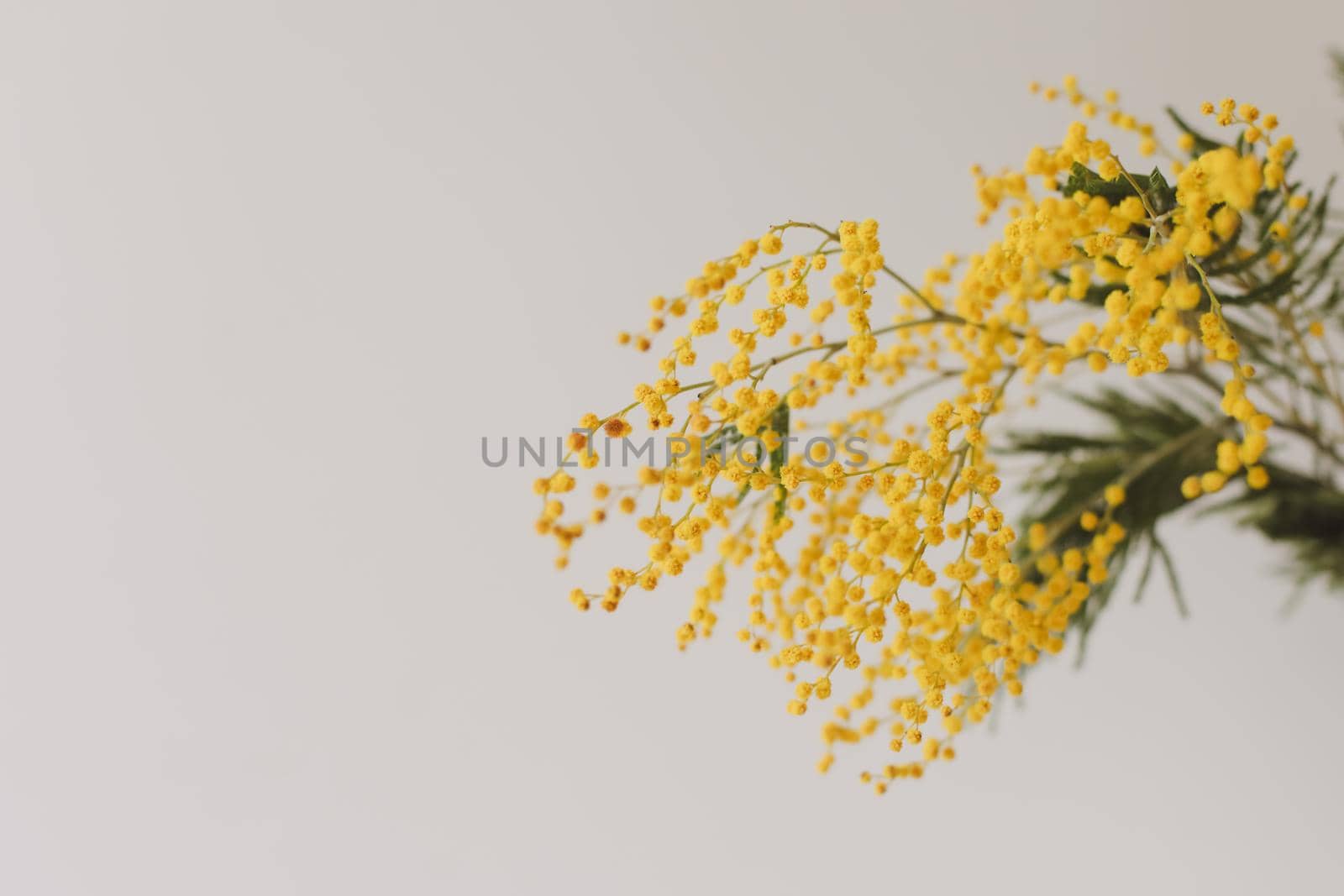 Floral background: a branch of Mimosa on a light background, copyspace for your text: greeting card, blank, mockup, International Women day, Spring concept