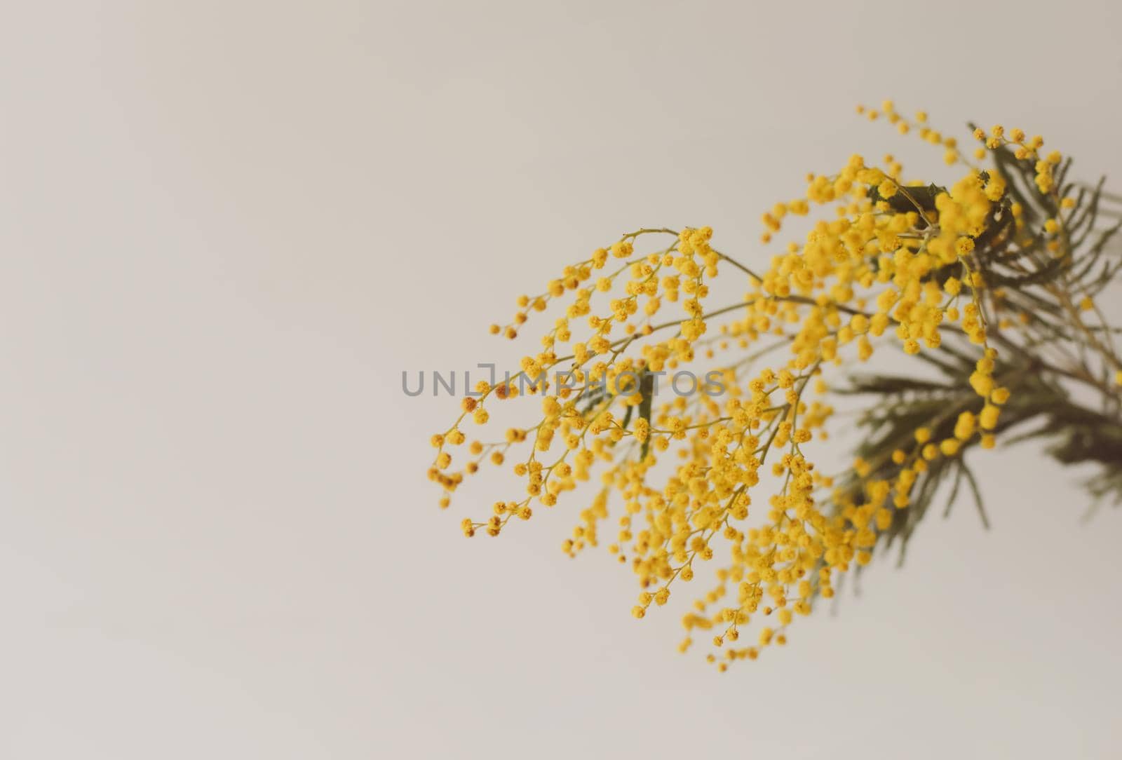 Floral background: a branch of Mimosa on a light background, copyspace for your text: greeting card, blank, mockup, International Women day, Spring concept