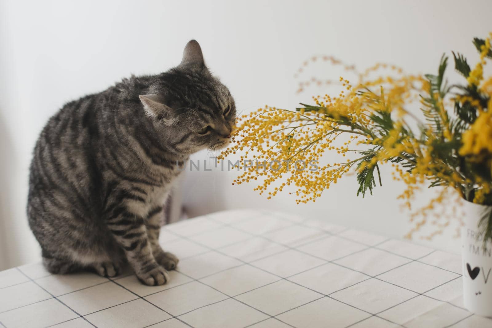 Funny cat and mimosa branches on a white background at home. Greeting card, Spring concept