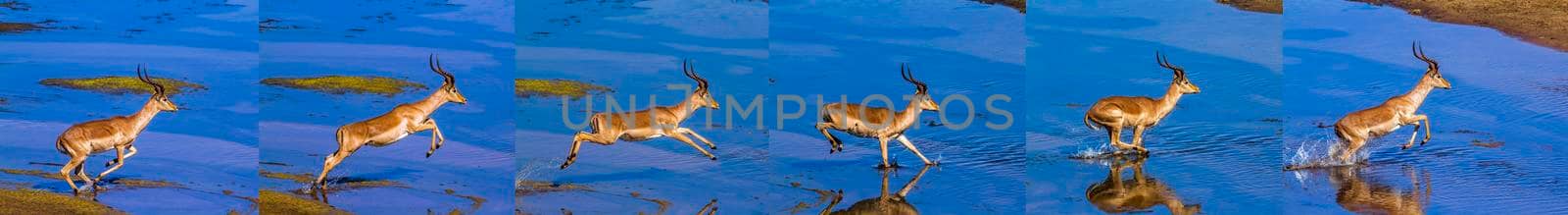 Common Impala in Kruger National park, South Africa ; Specie Aepyceros melampus family of Bovidae