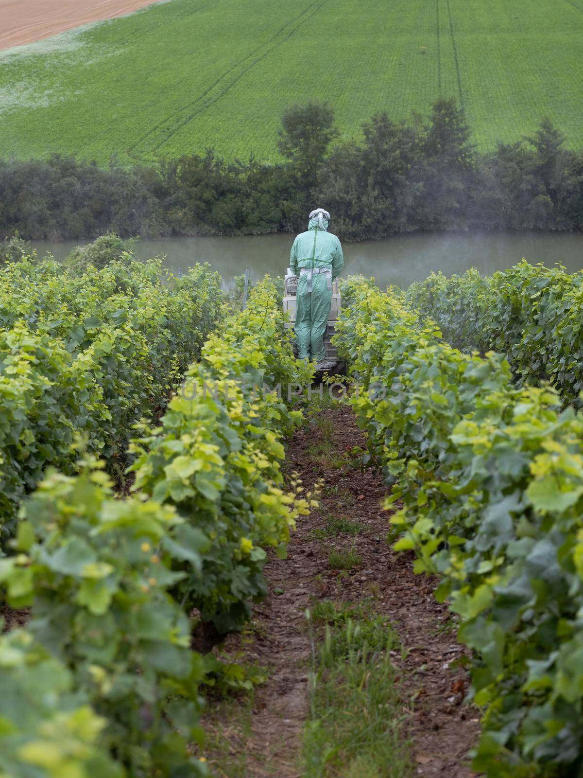 man in protective clothing sprays vines in champagne vineyard south of reims in france by ahavelaar