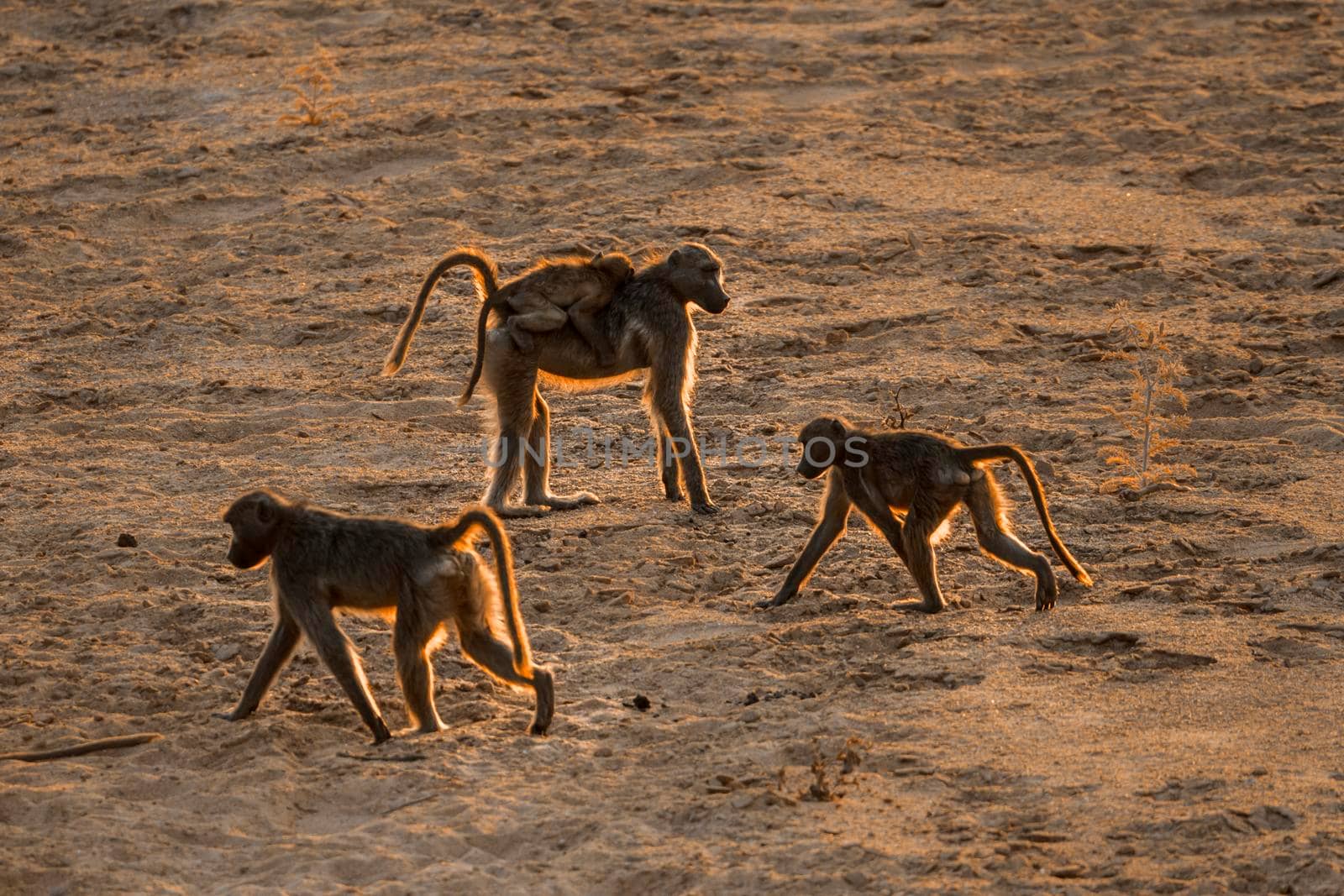 Chacma baboon in Kruger National park, South Africa ; Specie Papio ursinus family of Cercopithecidae