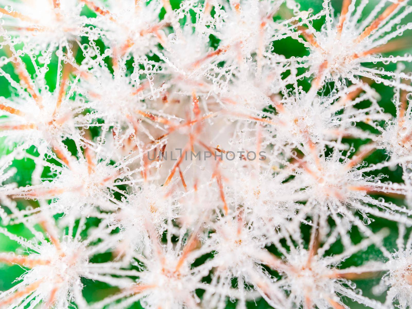 macro image of cactus and with long needles and drops of water or dew, top view.