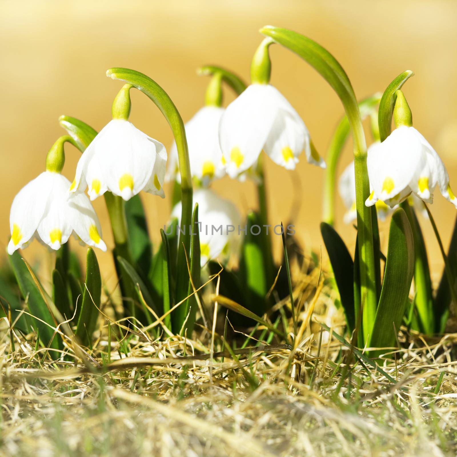 The first spring flowers, snowdrops in meadow, a symbol of nature awakening by NataBene