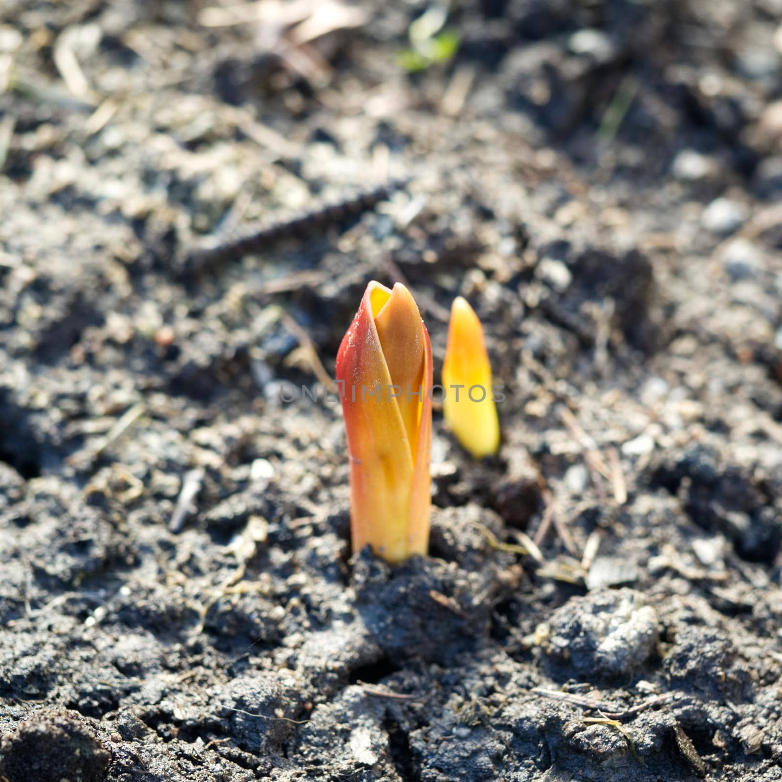 Yellow flower sprouts growing out from soil in the morning light