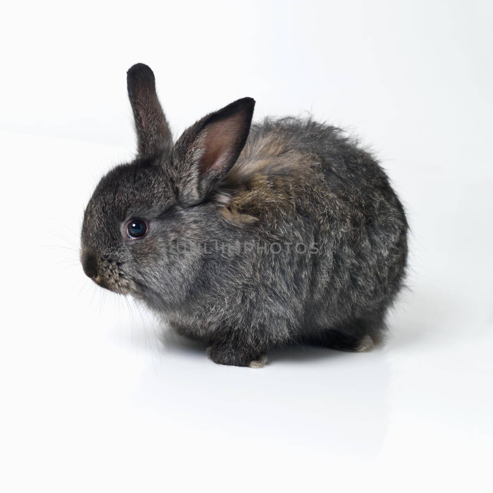 Studio shot of a cute rabbit isolated on white.