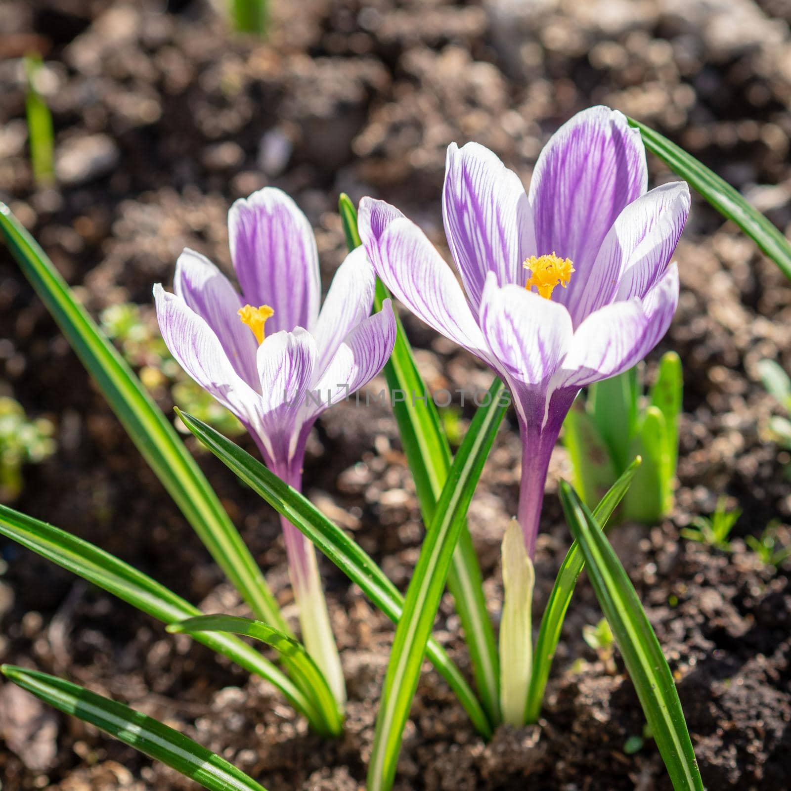 spring awakening of nature, flowering of the first flowers, purple crocuses in sunlight