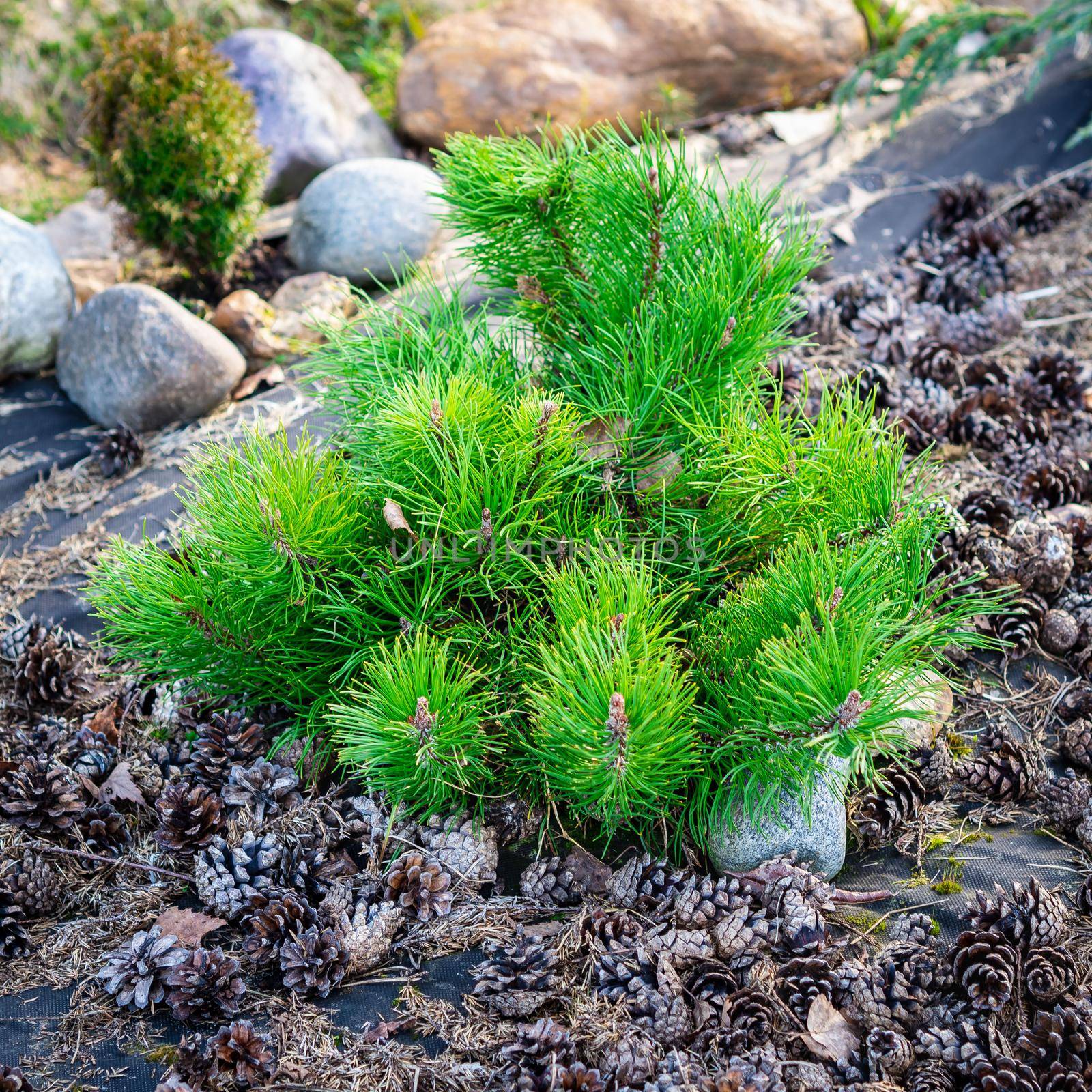 small dwarf pine, a family of conifers, on a background of pine cones