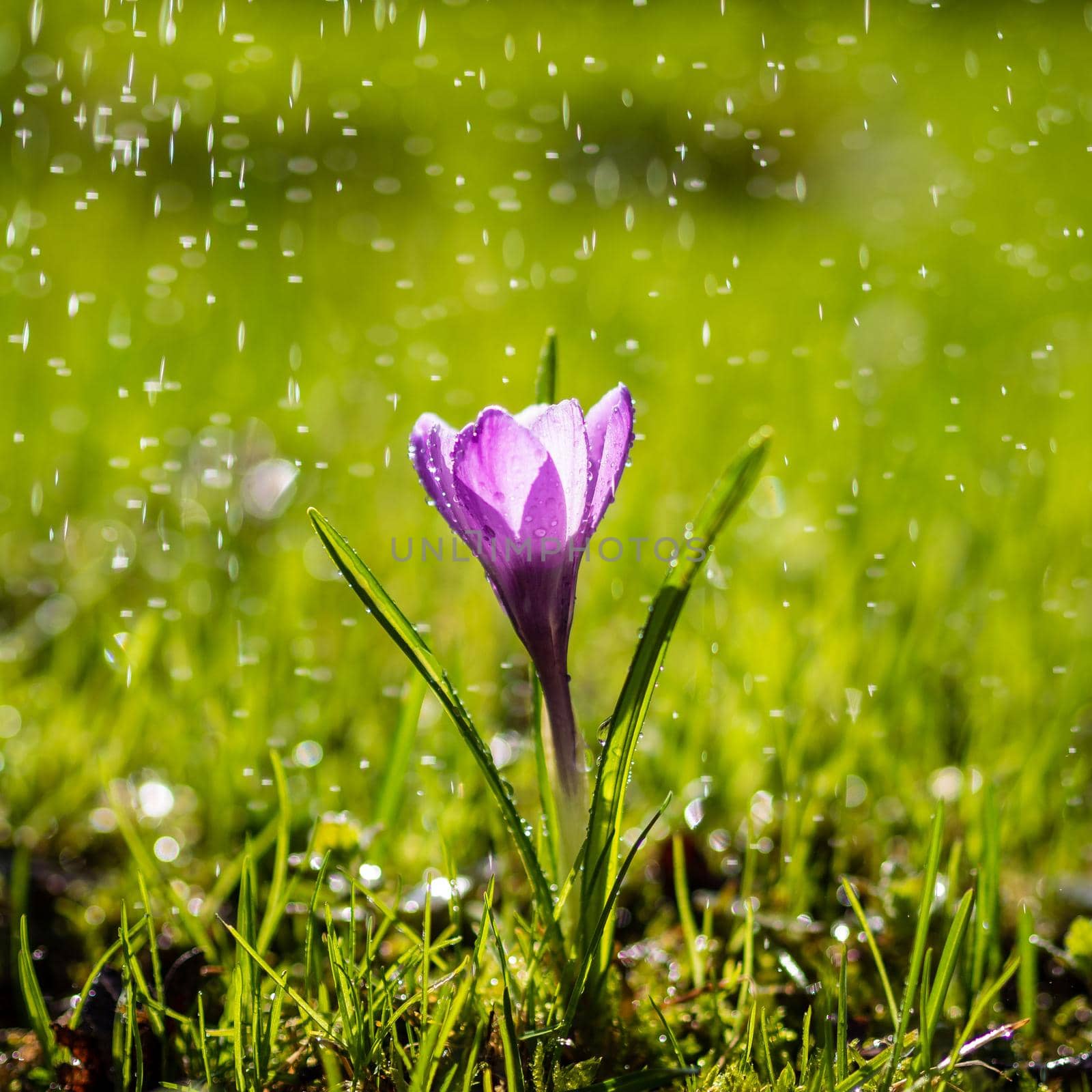 The single purple Crocus flower in drops of light summer rain by NataBene