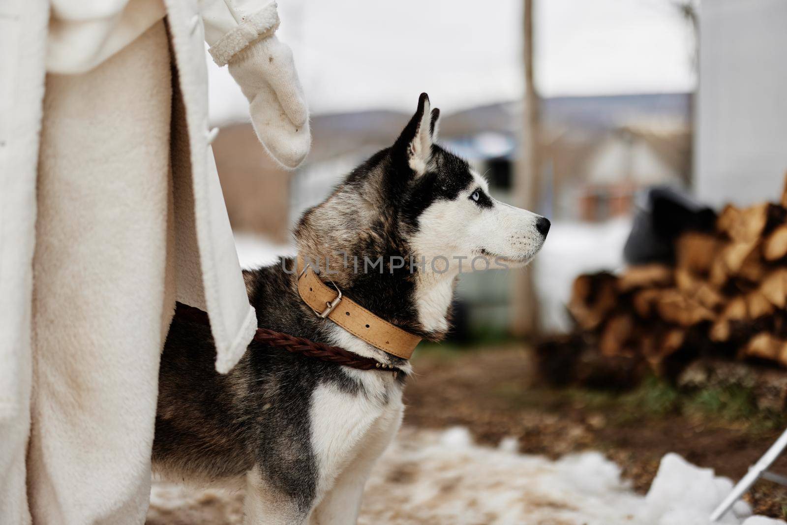 woman with a purebred dog outdoor games snow fun travel fresh air by SHOTPRIME