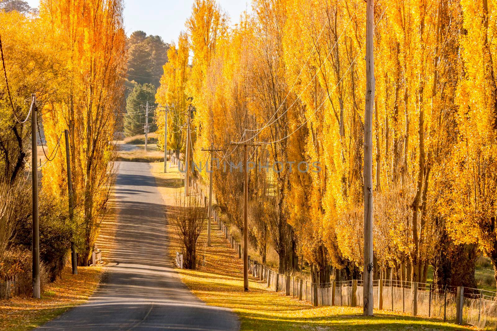 Golden sun on rows of golden poplars lining a rural country lane in NSW Australia during the autumn months