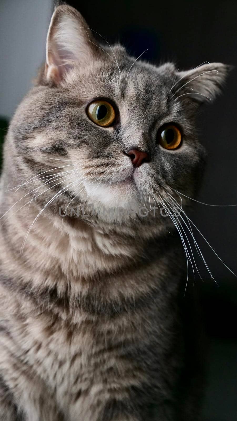 Portrait of pet scottish straight cat, british close up at home. An animal of striped gray color looks out the window